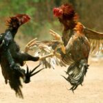 Memahami Lebih Dalam Tentang Sabung Ayam: Sejarah, Budaya, dan Kontroversi