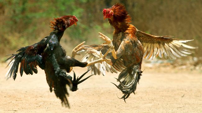 Memahami Lebih Dalam Tentang Sabung Ayam: Sejarah, Budaya, dan Kontroversi